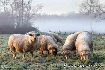 Dieven roven voor tweede keer ooien uit weide: “Die schapen vormen onze spaarboek”