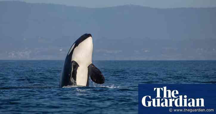 Single orca seen killing great white shark off South African coast