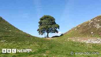 Felled Sycamore Gap tree to go on public display