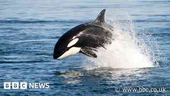 Killer whale vs shark: Solo orca eats great white