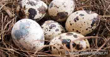 De zon schijnt en het eerste kievietsei is gevonden: gaat de lente dan nu eindelijk beginnen?