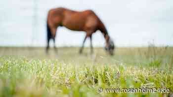 Schwerer Pferde-Unfall in Grabenstätt - Reiterin (36) zu Boden getreten