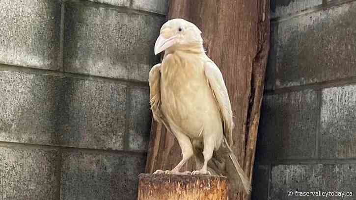 Injured white raven found in Qualicum; third rare bird to be treated locally in three years