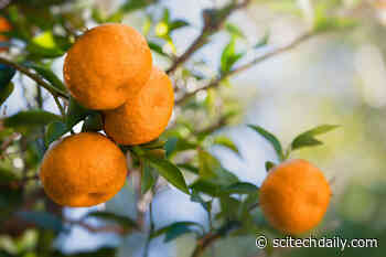 Juicy Breakthrough: New Discovery Speeds Scientists’ Push for Holy Grail Citrus