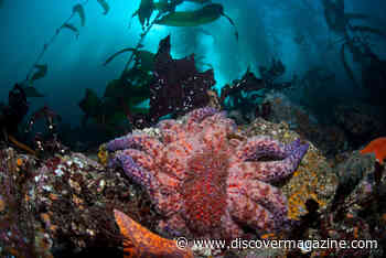 These 12 Deep Sea Sea Creatures Are More Comical Than Creepy