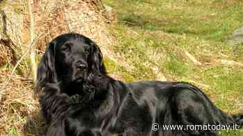 Flat-Coated Retriever: carattere, temperamento e origine della razza