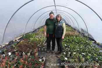 Rotherview Nursery bring their heritage plants to Highgate