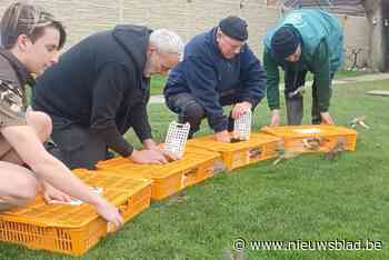 Vogelopvangcentrum laat meer dan 90 wilde vogels vrij na inbeslagname