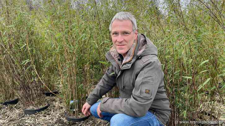 Boomkwekers in het nauw door bouw 5000 huizen: 'Is er nog toekomst?'