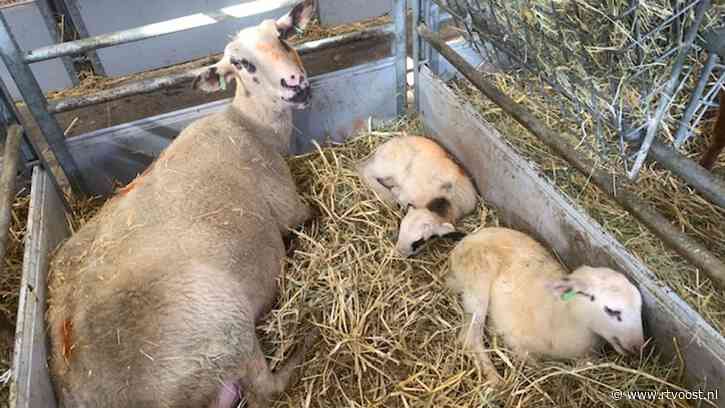Lammetjes kijken, fietsen, wandelen en ijs op het terras: zo genoot Overijssel van de eerste lentezon