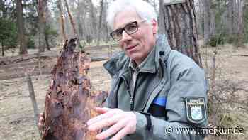 „Langsam verlässt mich der Optimismus“: Schädlinge zerstören Kiefern in der Pupplinger Au