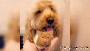 Hund verliert besten Freund, einen Hamster: „Sein Weinen bricht mir das Herz“