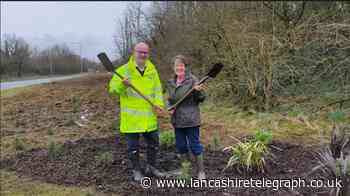 500 Clitheroe roadside trees replaced after disease