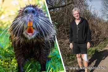 Bever bijt Freddie (76) tijdens wandeling: “Ik ben hem nadien nog achterna gelopen om een foto te maken”