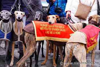 Politie lanceert oproep voor verdachte handelingen met windhonden na aanspoeling van kadavers op strand