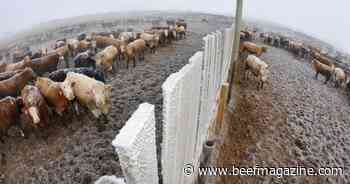 ‘Unsurprising’ feedlot inventory report