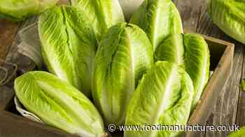 E.coli contamination risk linked to unrefrigerated lettuce