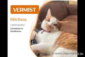 Kat springt onopgemerkt mee in autokoffer en wipt er dan op verkeerde plek weer uit