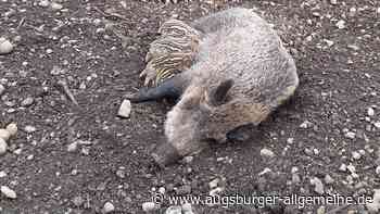 Nachwuchs bei den Wildschweinen im Landsberger Wildpark