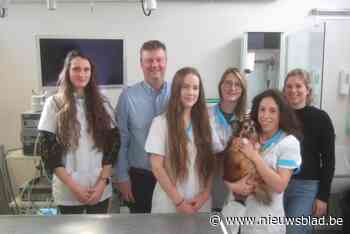 Dierenartscentrum verhuist tijdelijk nieuwe locatie: “We kunnen onze patiënten niet in de kou laten staan”