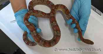 Hull pet shop owner banned from keeping exotic animals after starving snakes die