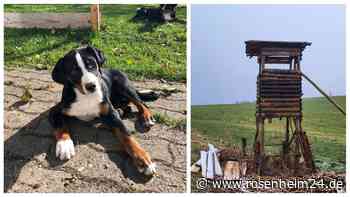 Hündin Agape erschossen: Frolic zur Fuchsjagd in Anger unerlaubt ausgelegt?