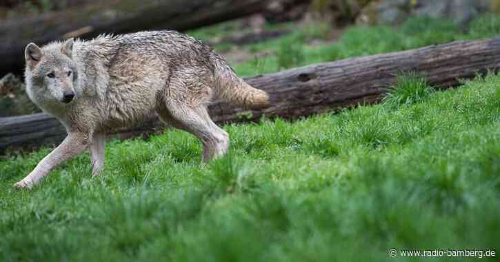 Wolf auf A93 überfahren und getötet