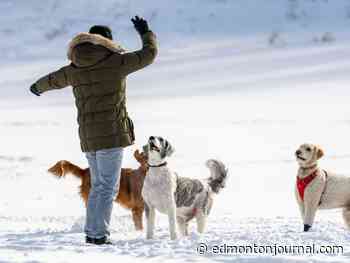 Edmonton Weather: No more flurries, but the Winter freeze continues
