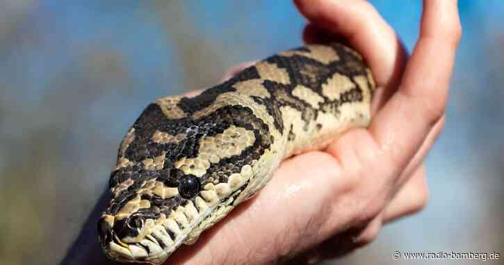 Zwei tote Schlangen in Augsburger Stadtwald gefunden