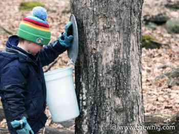 Wagon loads of visitors savour the madness ... Maple Madness ... as Kingston event returns