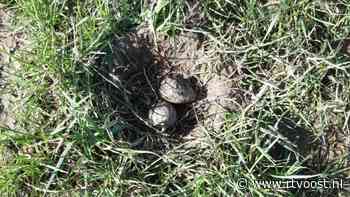 Eerste kievitsei van Overijssel gevonden in weiland bij Grafhorst