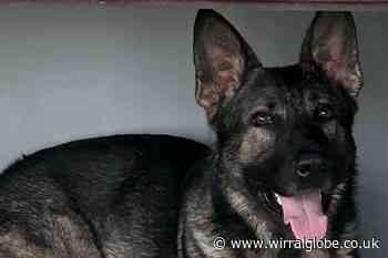 Man arrested after police dog finds him hiding in shed in Wallasey