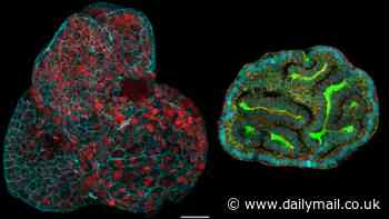 'Mini organs' are grown from human stem cells taken during the late stages of pregnancy for the first time - marking a 'huge step forward' for prenatal medicine