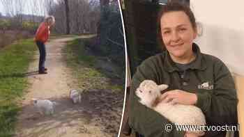 VIDEO | Hoe het moederloze lammetje Toontje door hondje Suus wordt uitgelaten