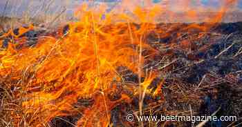 Emergency cattle nutrition strategies after a wildfire