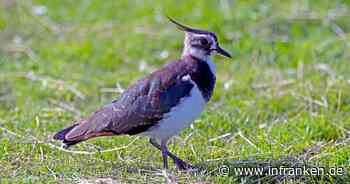 Landkreis Forchheim: Brutnester im Acker - Landratsamt entlohnt Landwirte für Artenschutz