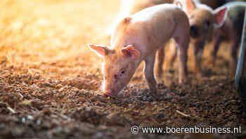 DCA BestPigletPrice op weg naar nieuw record