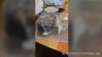 Toronto man finds container of cockroaches in his mailbox