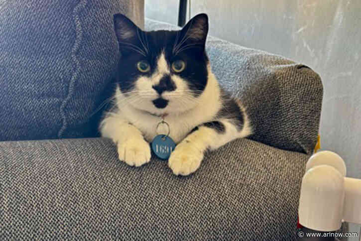 Adoptable Pet of the Week: Helen