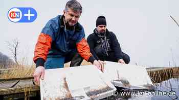 Glasaalbesatz in Schleswig-Holstein: Richtiger Weg, zur Bestandsrettung?