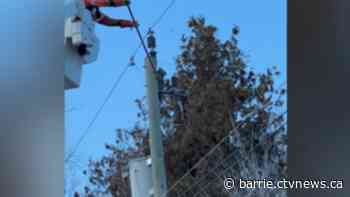 Raccoon rescued after 2 days of being trapped on top of a hydro pole