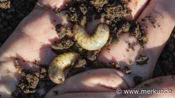 Engerlinge im Hochbeet – wie Sie die Käferlarven hervorlocken und entfernen