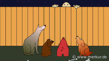 Kommen Tier-Diebe in Großbritannien bald ins Gefängnis? So gestaltet sich die deutsche Rechtslage