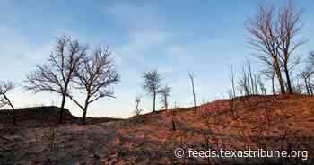 Texas Panhandle wildfires: What you need to know about the blazes, damage and recovery