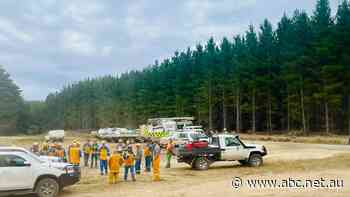 Increase in frequency and severity of fires puts future of plantation forestry in danger