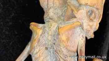 Mysterious fetus with ten ribs found in Colombia could be 'alien' or 'tiny humanoid' that lived over 800 years ago, researcher claims