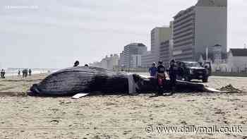 Huge young humpback whale is found dead on a Virginia beach - and experts are baffled as to what killed him