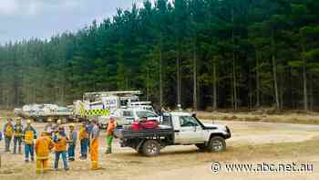 Bushfire that burnt through plantation causes timber giant's biggest loss since Black Summer