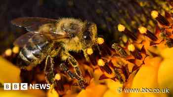 Bee-harming pesticide use 'makes a mockery' of ban