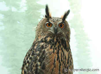 New Yorkers Want A Flaco The Owl Statue